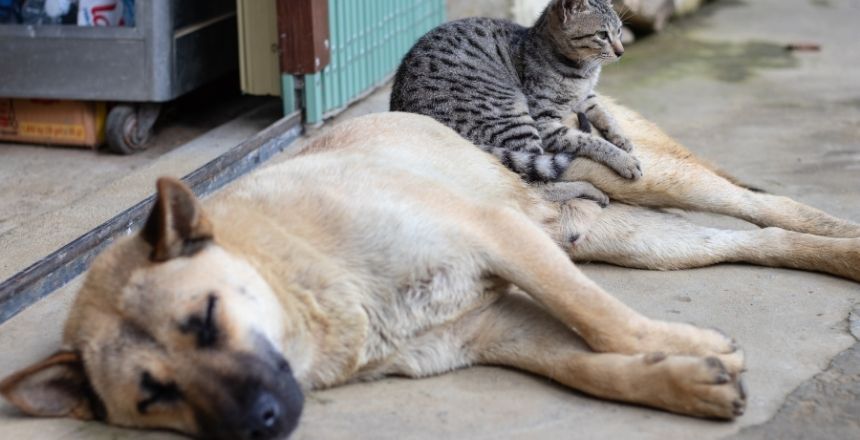 perro maron acosta en la calle y tiene en sus patas encima un gato de color gris